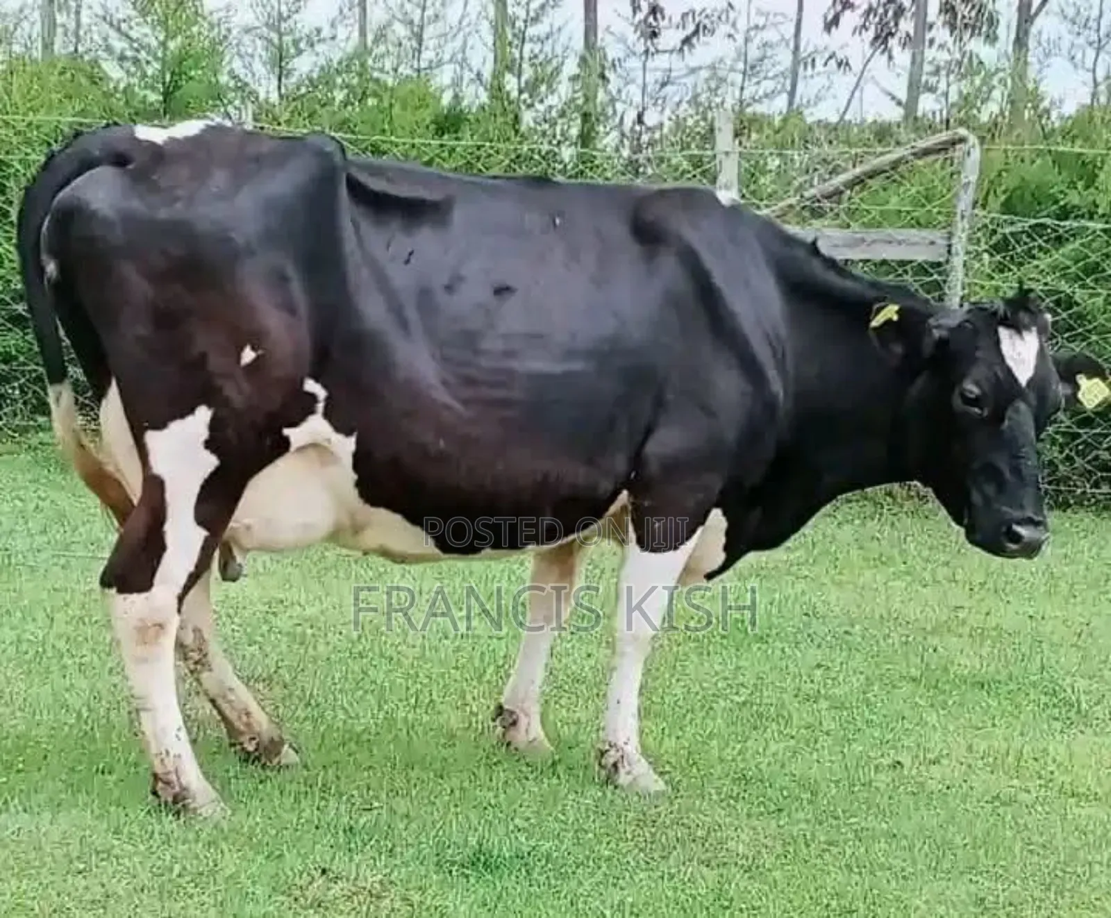 Dairy Cow for Sale
