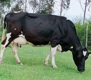 Dairy Cow for Sale