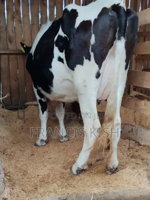 Dairy Cow for Sale