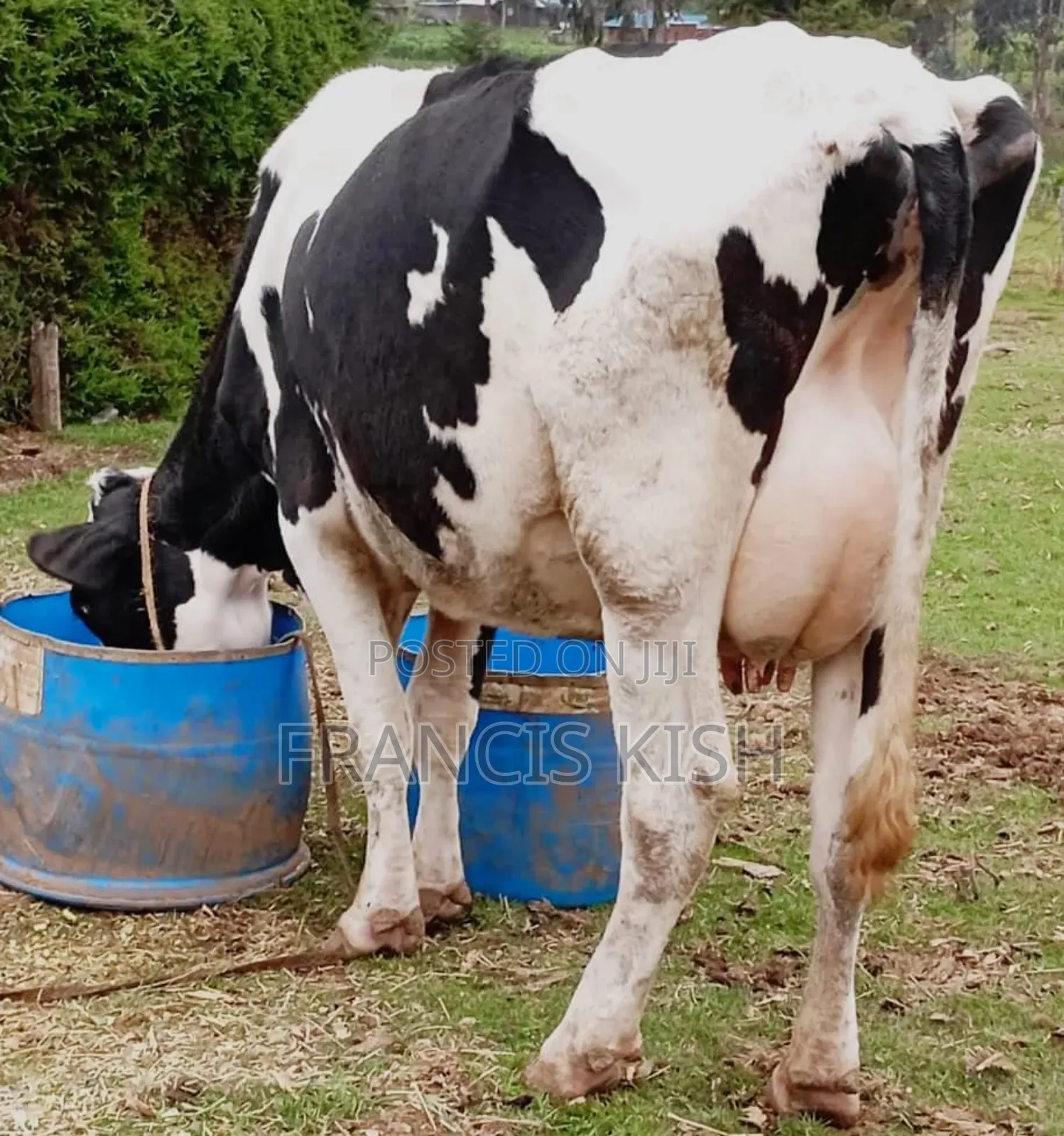 Lactating Cow on Sale
