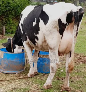 Lactating Cow on Sale