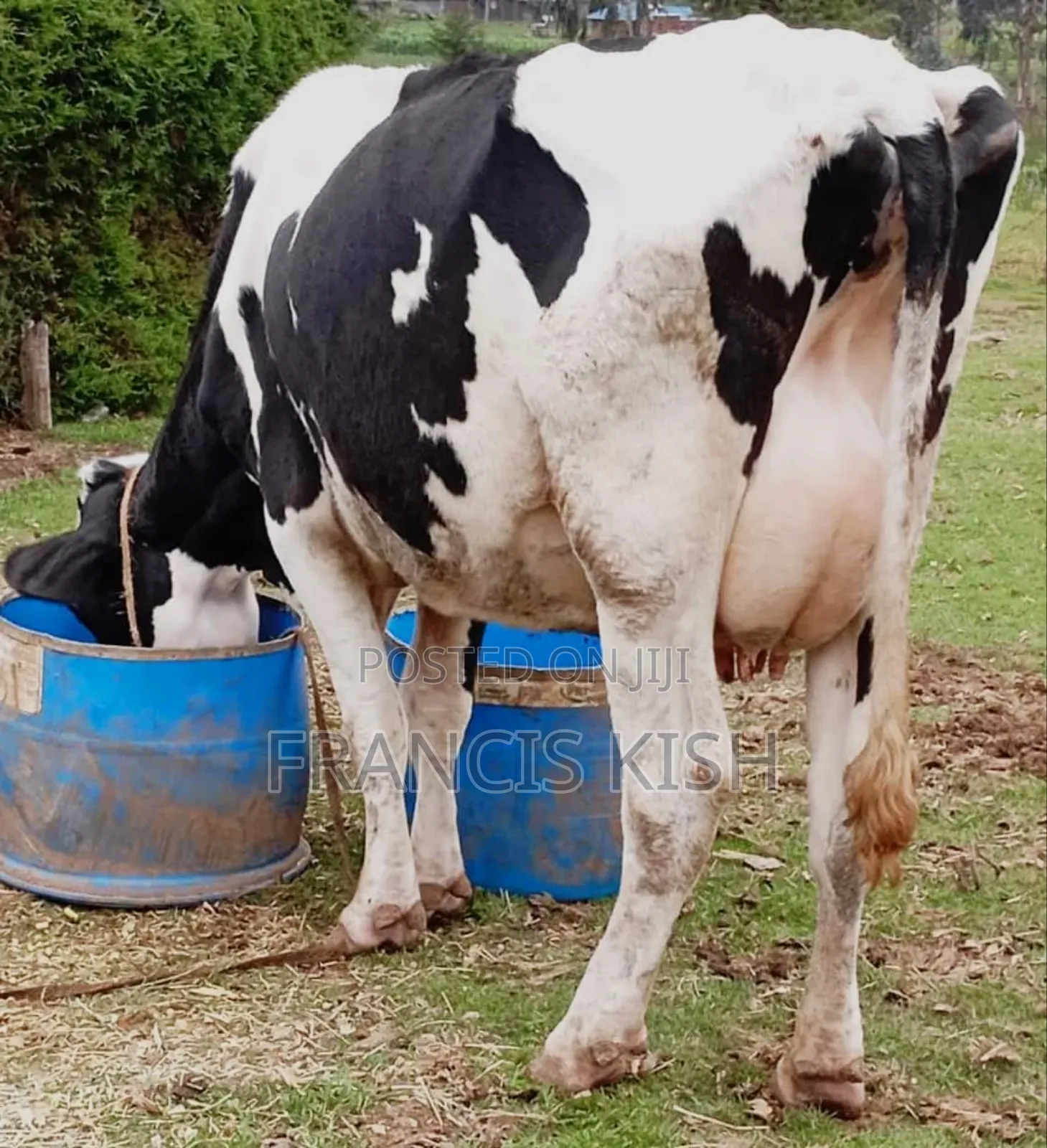Lactating Cow on Sale