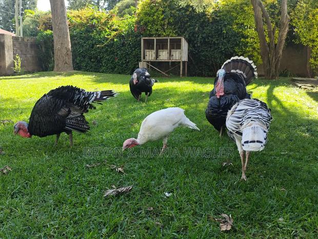 Turkeys 4 Months - 3 Years - thumbnail 2