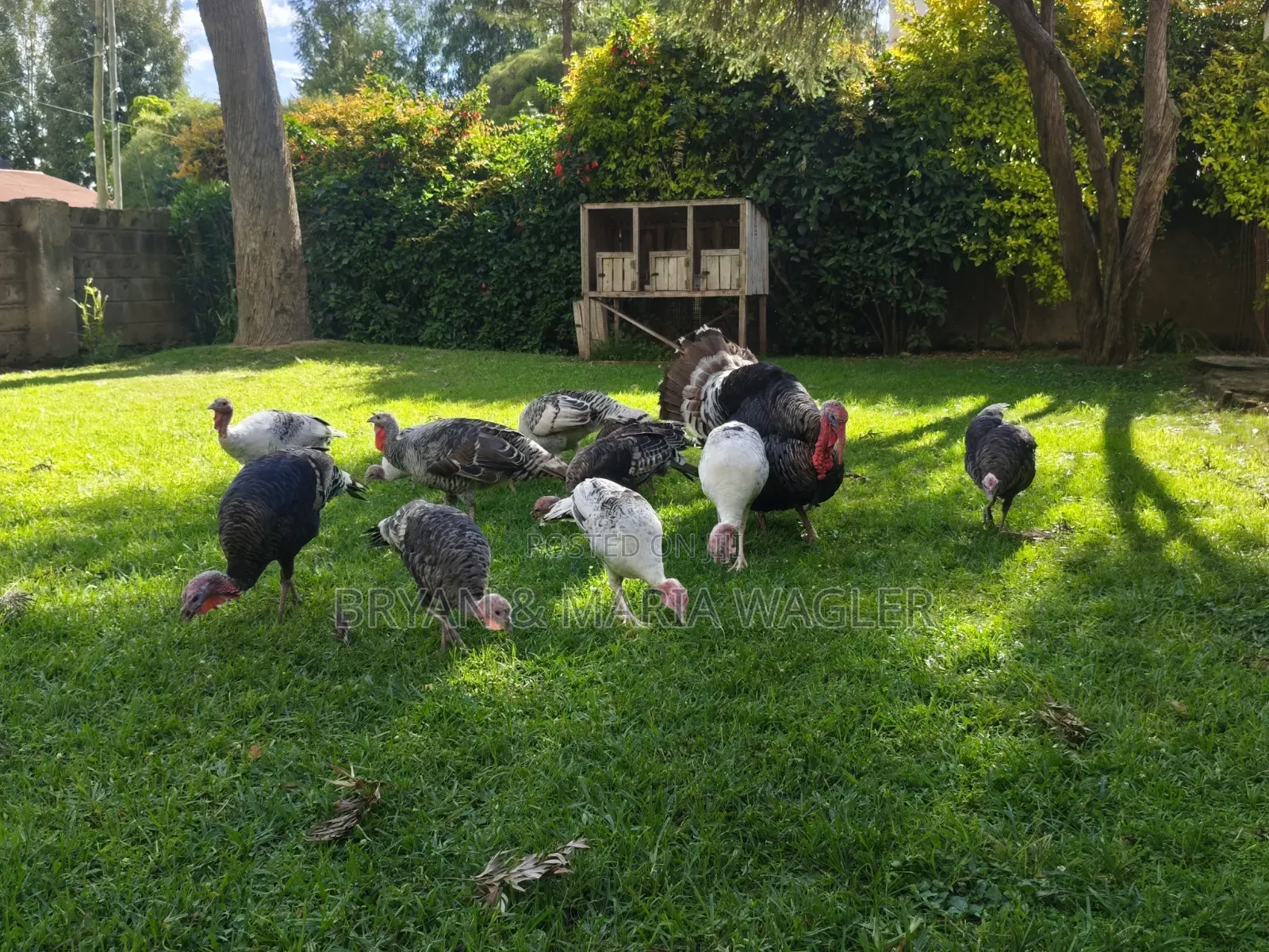 Turkeys 4 Months - 3 Years