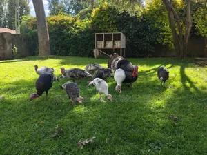 Turkeys 4 Months - 3 Years