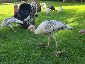 Turkeys 4 Months - 3 Years