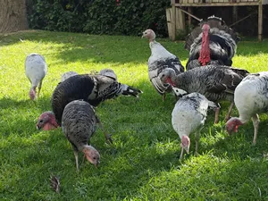 Turkeys 4 Months - 3 Years