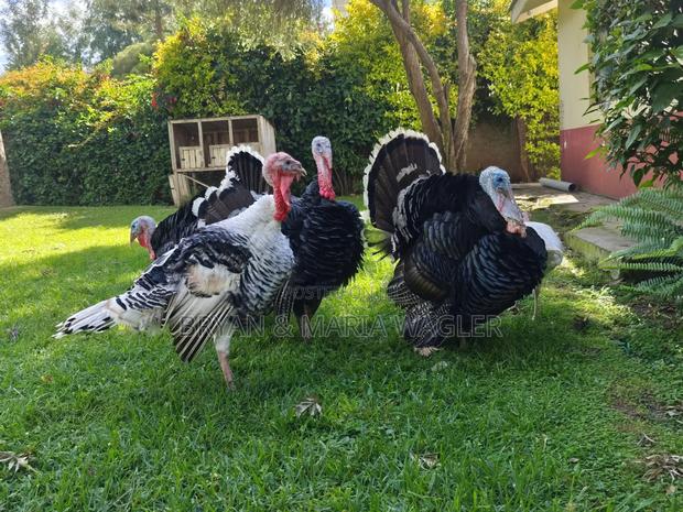 Turkeys 4 Months - 3 Years