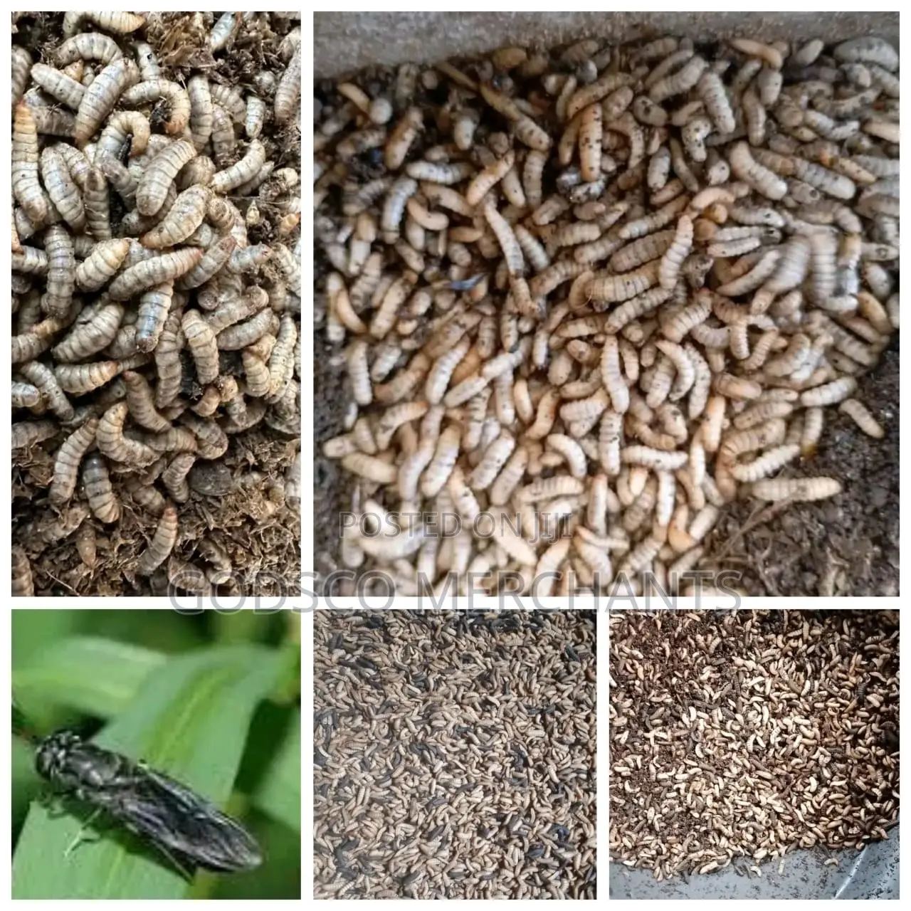 Black Soldier Fly Training