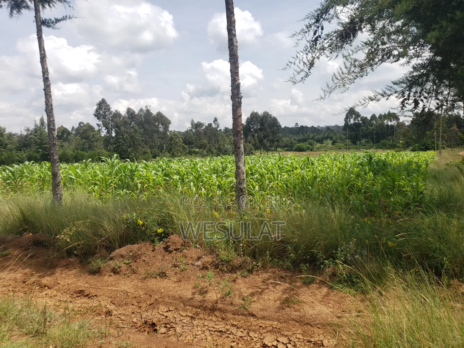 Land for Sale in Leshau Pondo Laikipia County