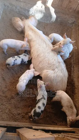 Pigs for Sale in Nyeri