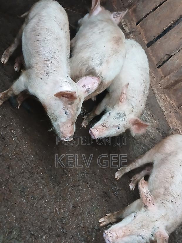 Pigs for Sale in Nyeri - thumbnail 2