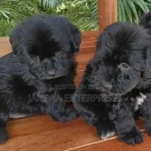 1-3 months Male Purebred Havanese