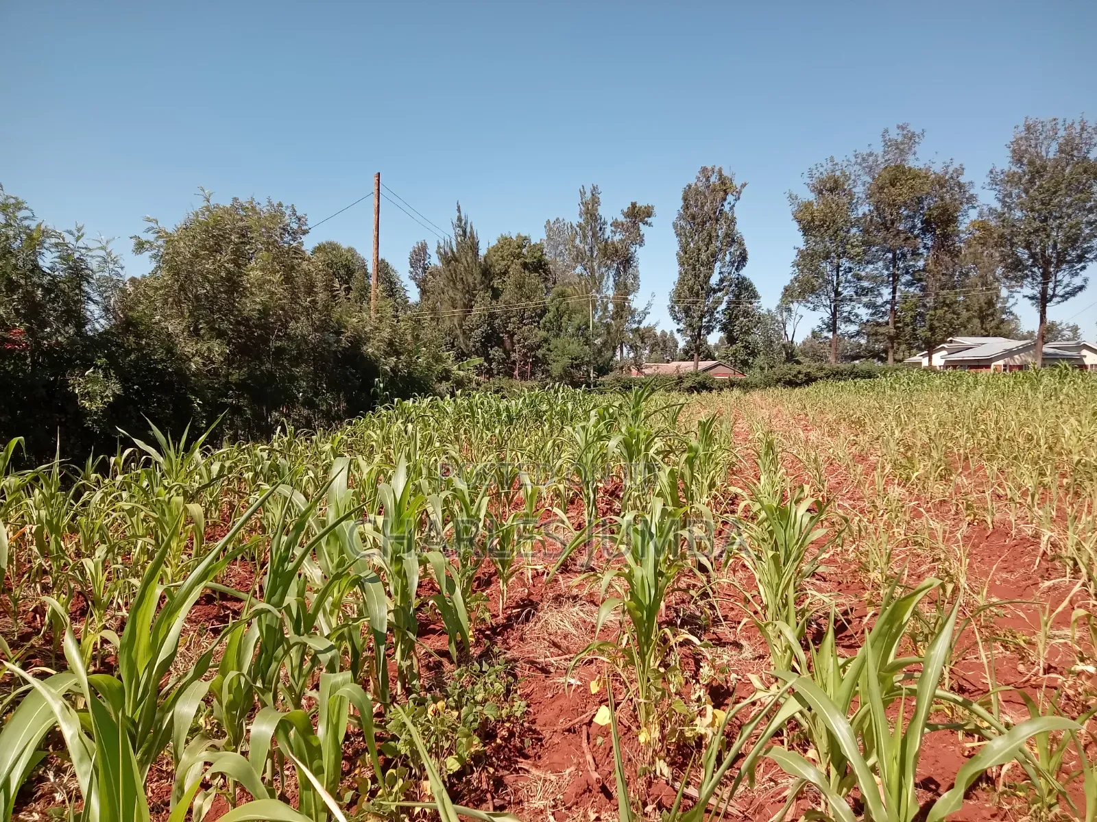 Nasianda Plot