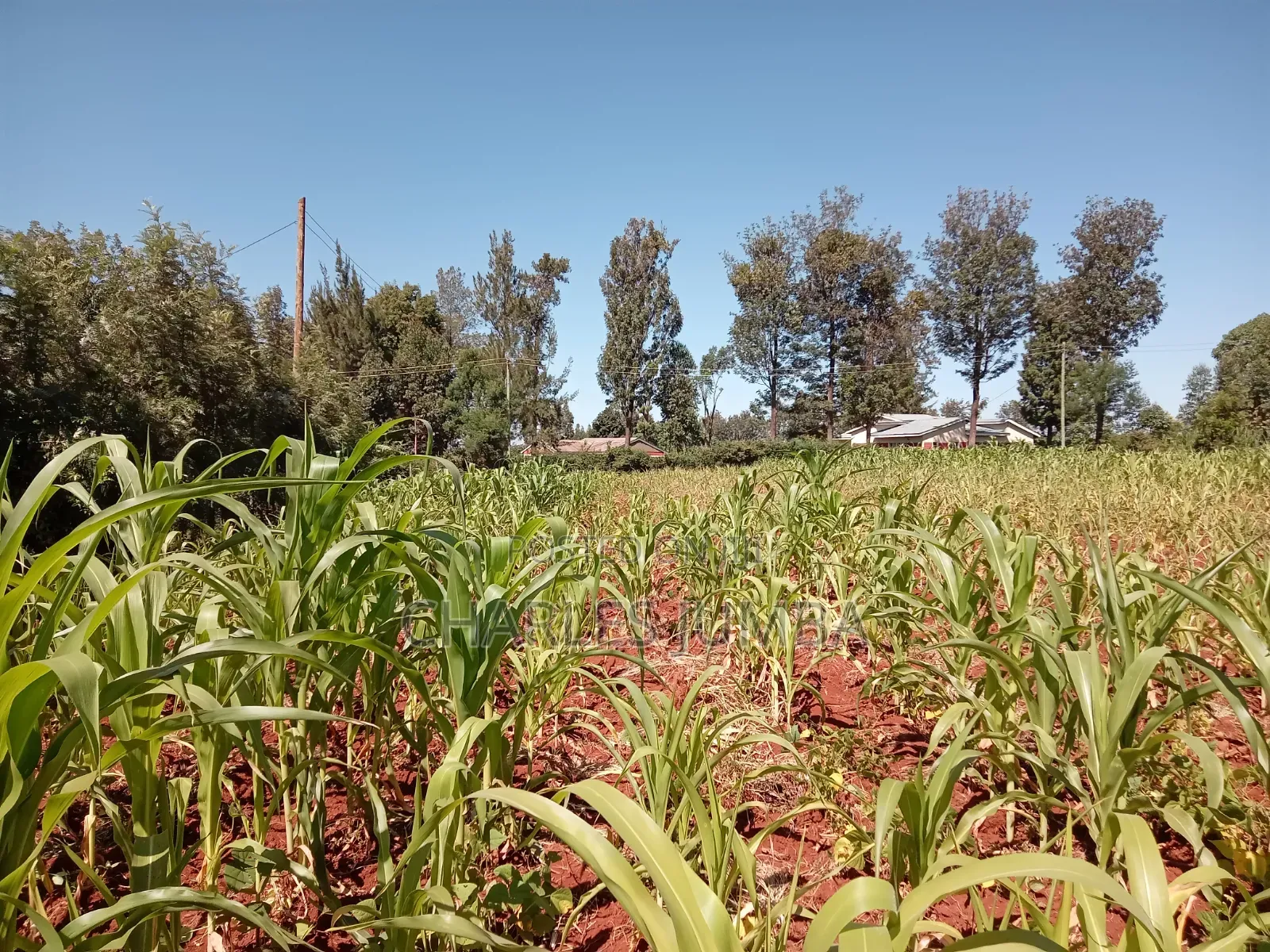 Nasianda Plot