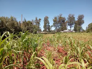 Nasianda Plot