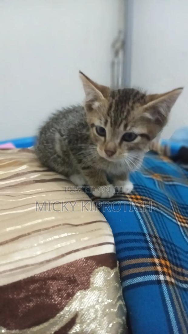 1-3 months Female Purebred American Shorthair