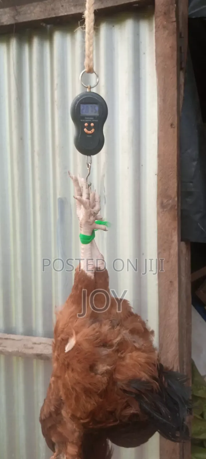 Kienyeji Jogoos