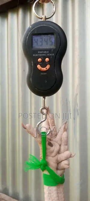Kienyeji Jogoos