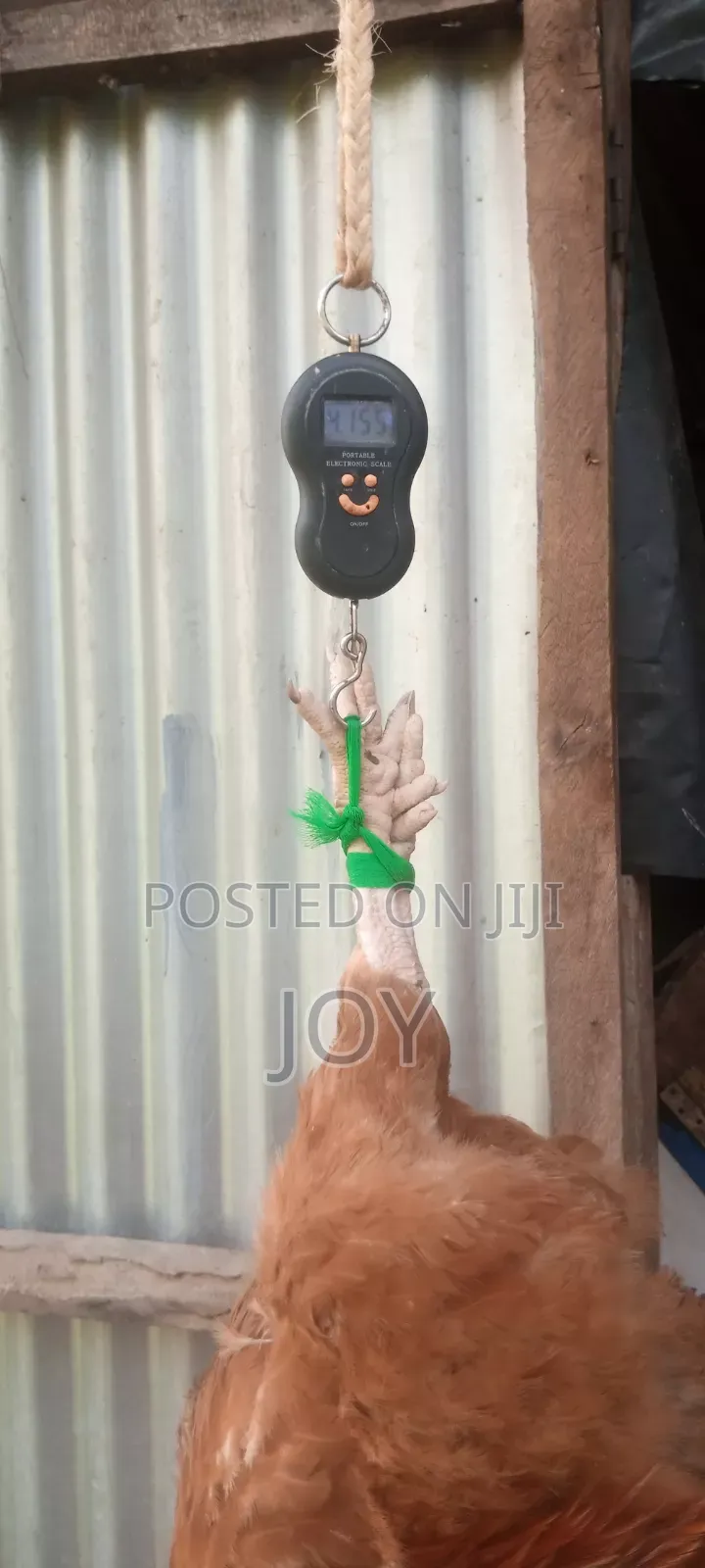 Kienyeji Jogoos