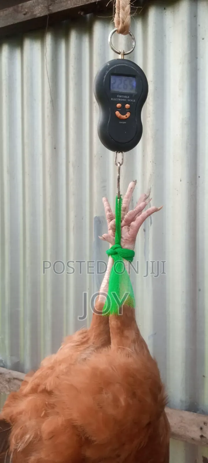 Kienyeji Jogoos