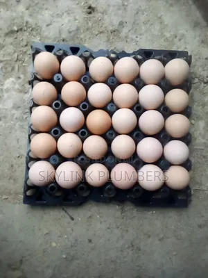 Improved Kienyeji Fertilised Eggs
