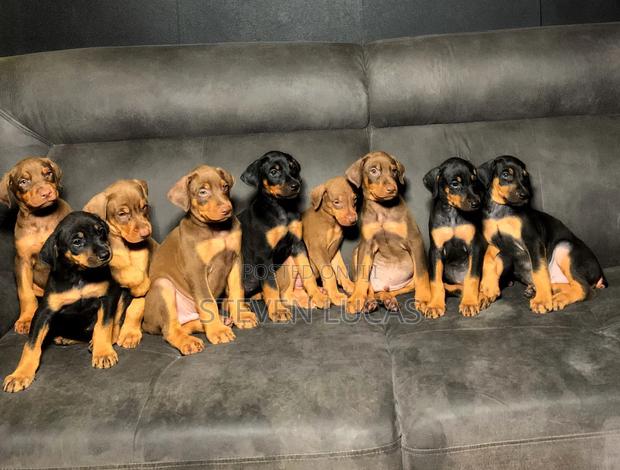 1-3 months Male Purebred Doberman Pinscher
