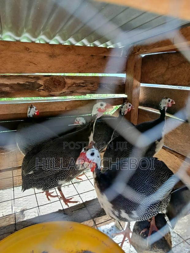 Mature Guinea Fowl - thumbnail 2