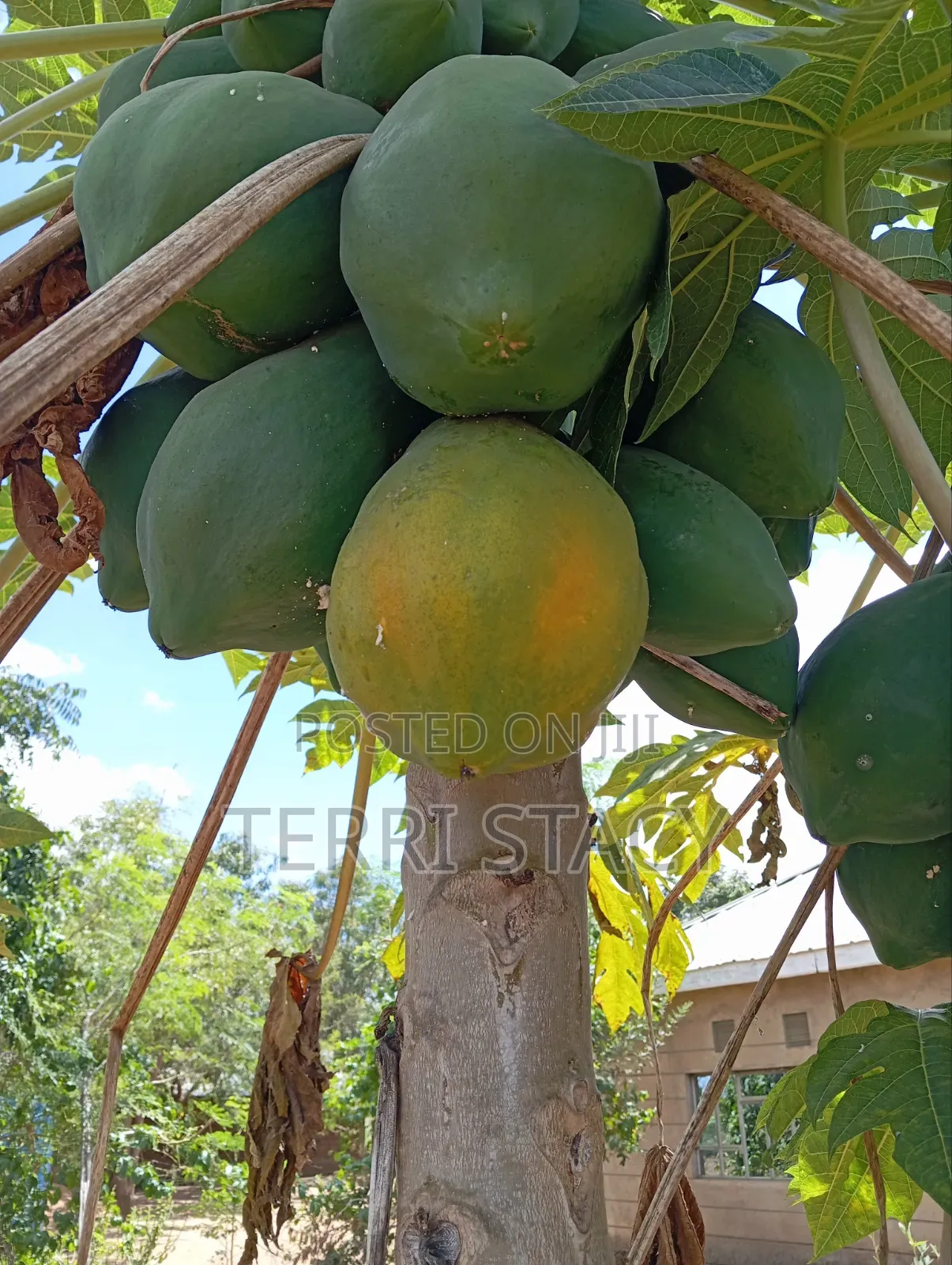 Papaya for Sell