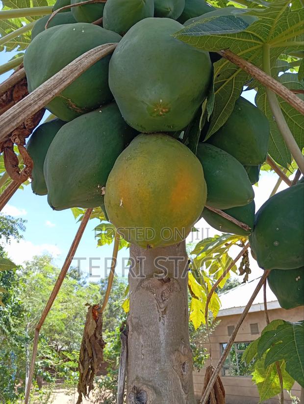 Papaya for Sell