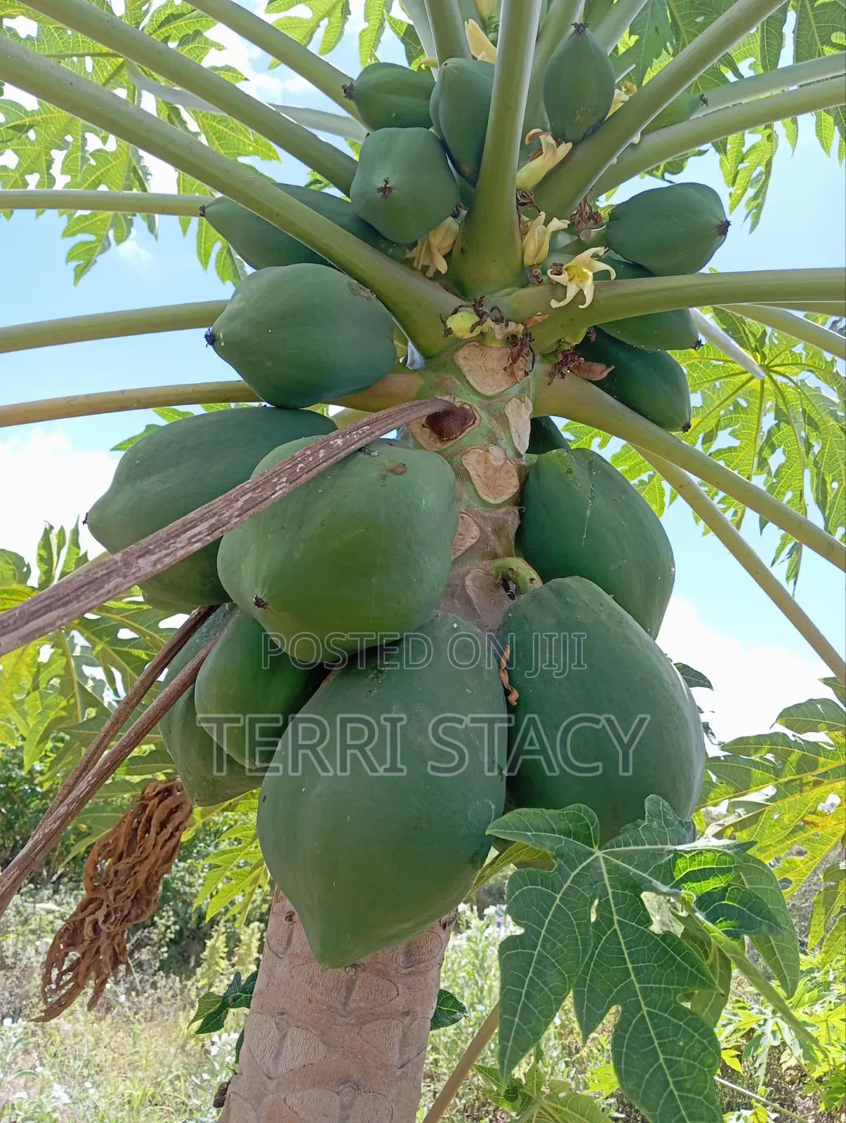 Papaya for Sell