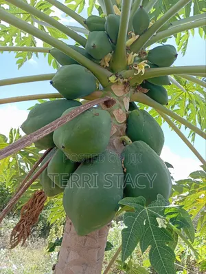 Papaya for Sell