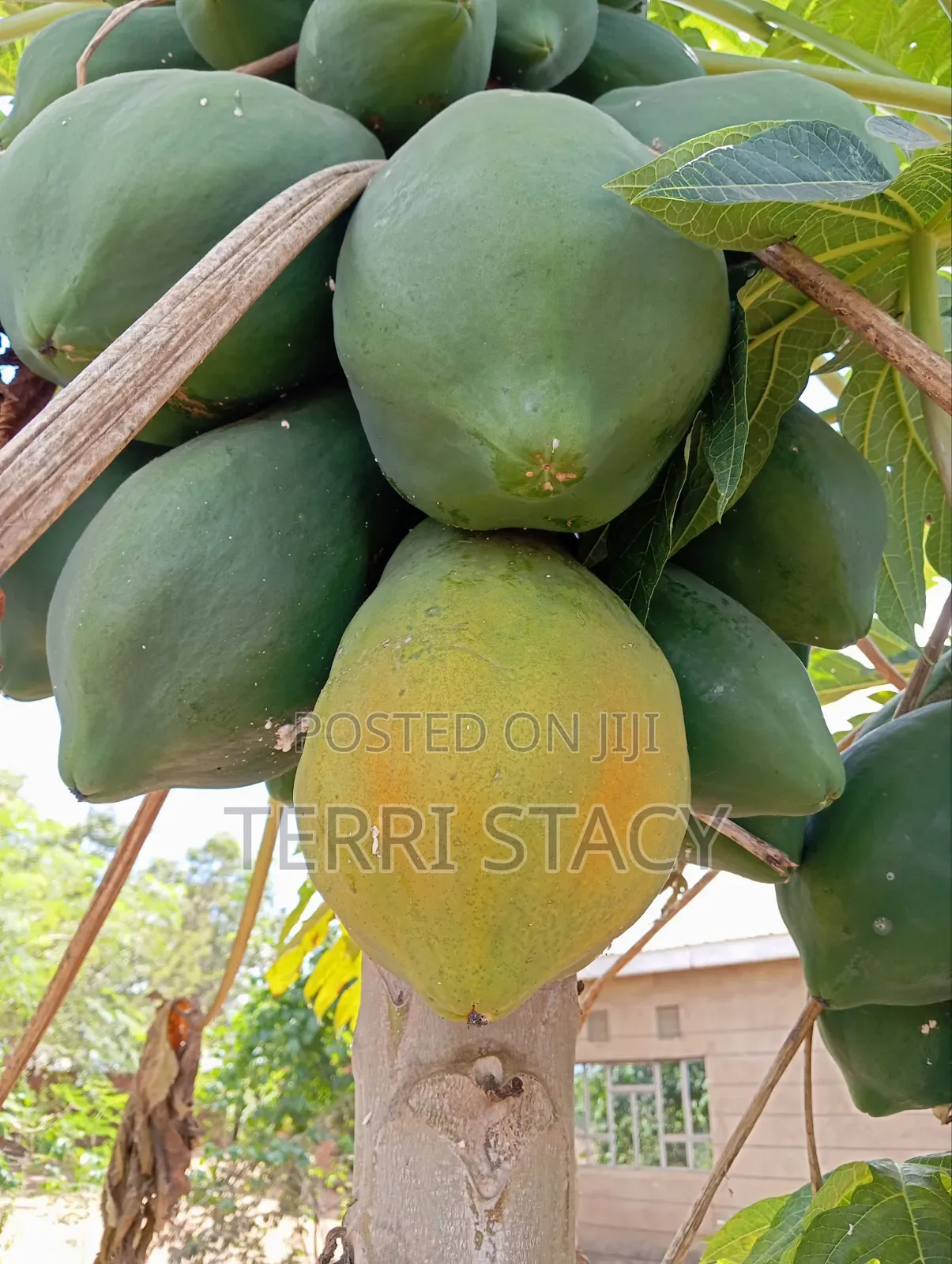 Papaya for Sell
