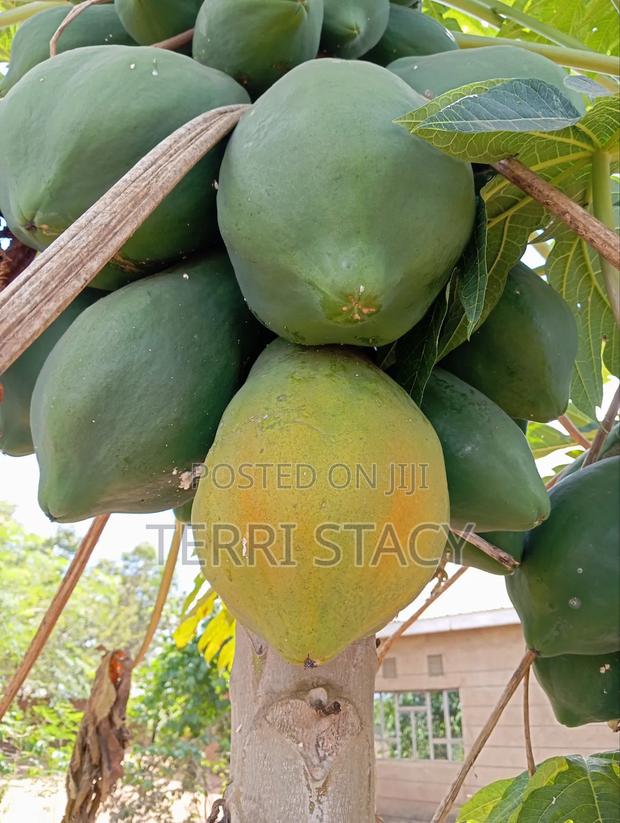 Papaya for Sell - thumbnail 3