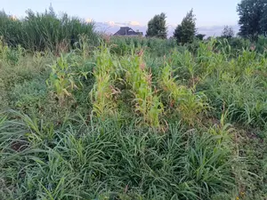Plot for Sale