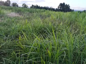 Plot for Sale