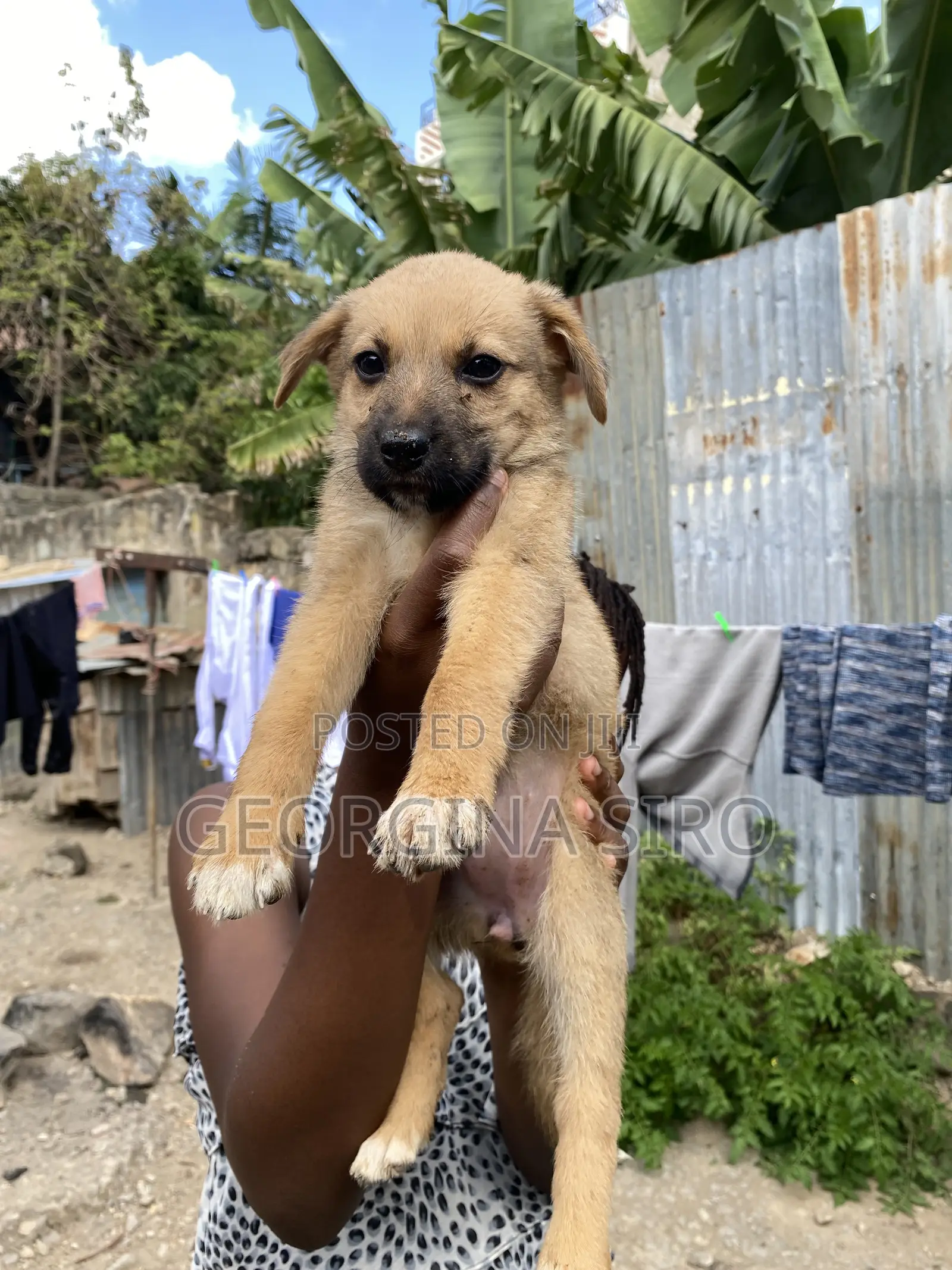 1-3 months Female Mixed Breed German Shepherd