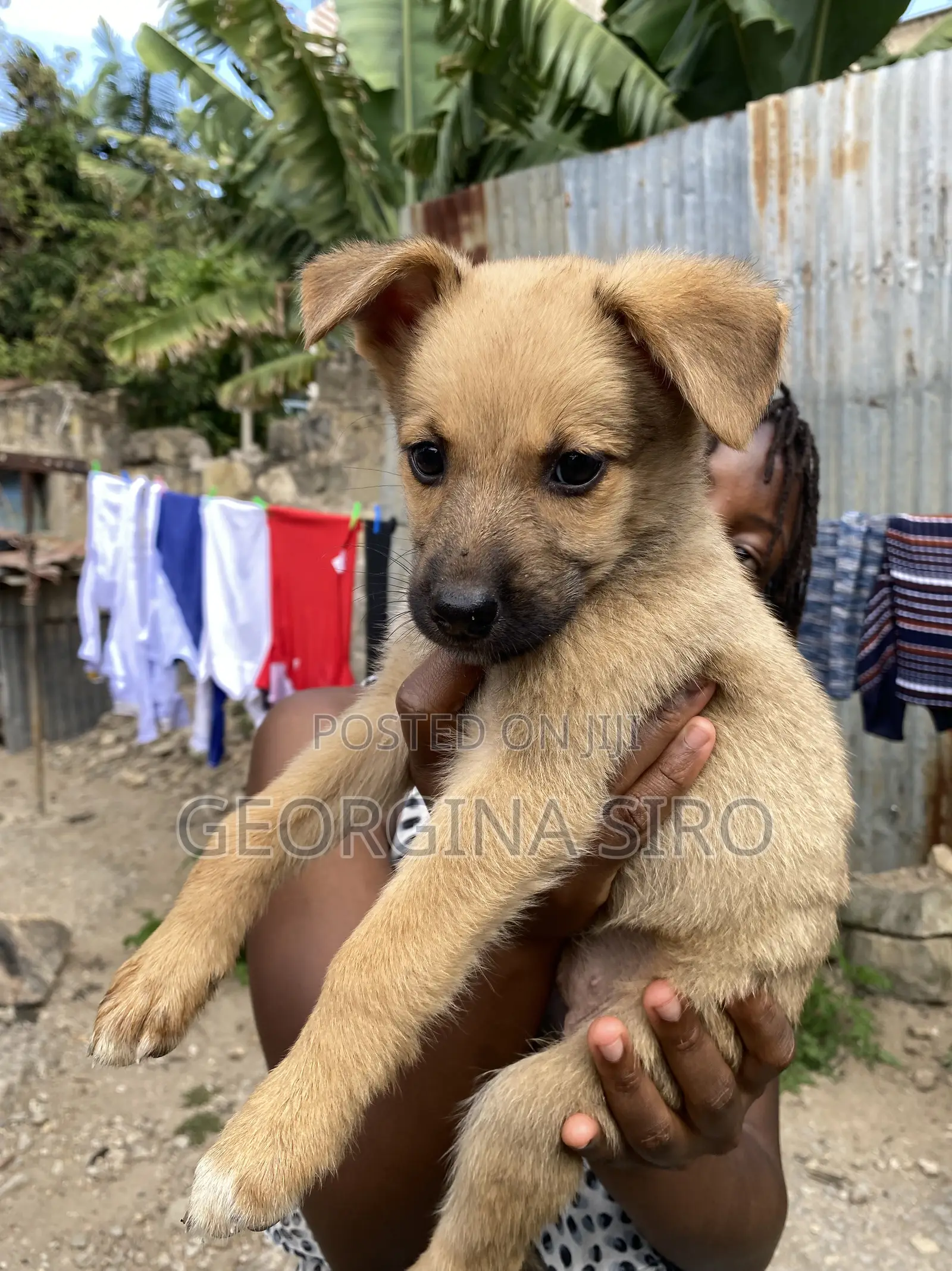 1-3 months Female Mixed Breed German Shepherd