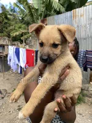 1-3 months Female Mixed Breed German Shepherd