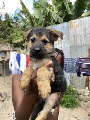 1-3 months Male Mixed Breed German Shepherd