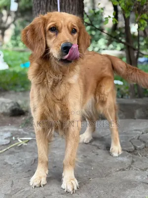 1+ year Female Purebred Golden Retriever