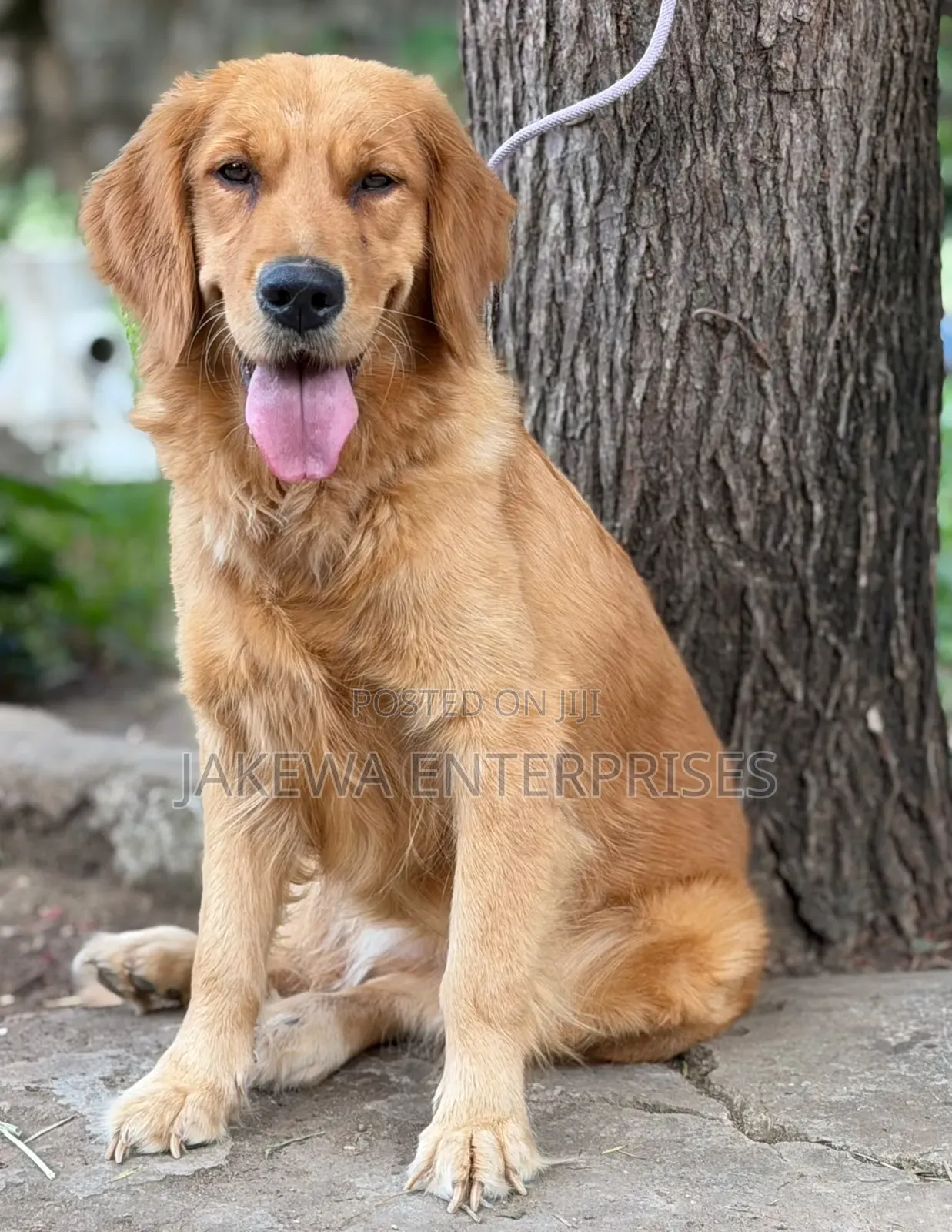 1+ year Female Purebred Golden Retriever