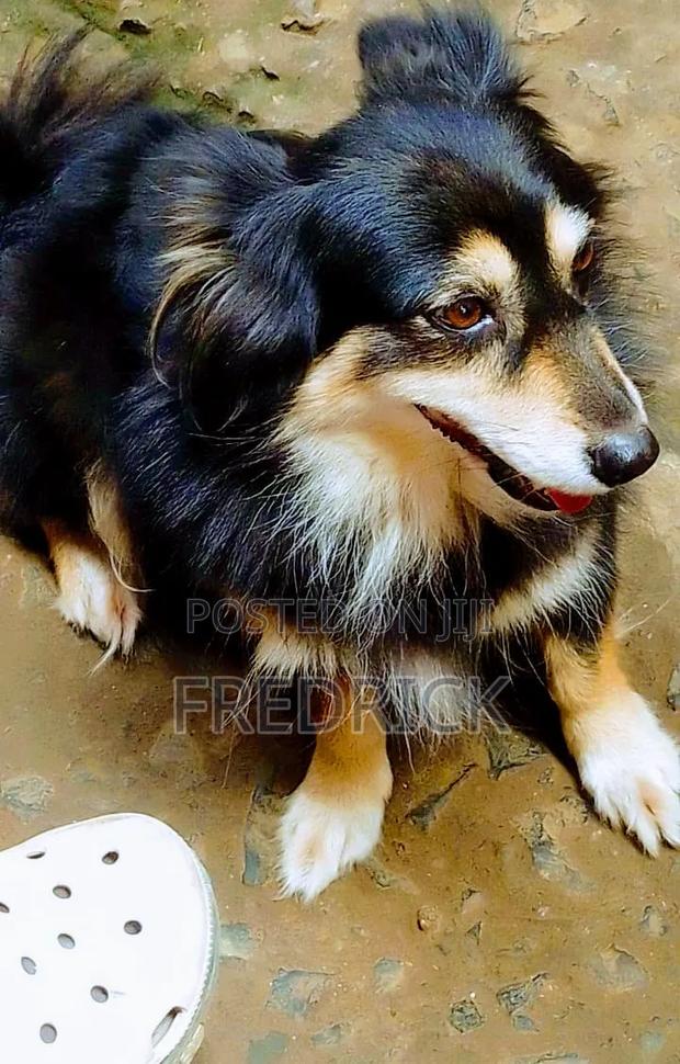 1+ year Female Mixed Breed Japanese Spitz