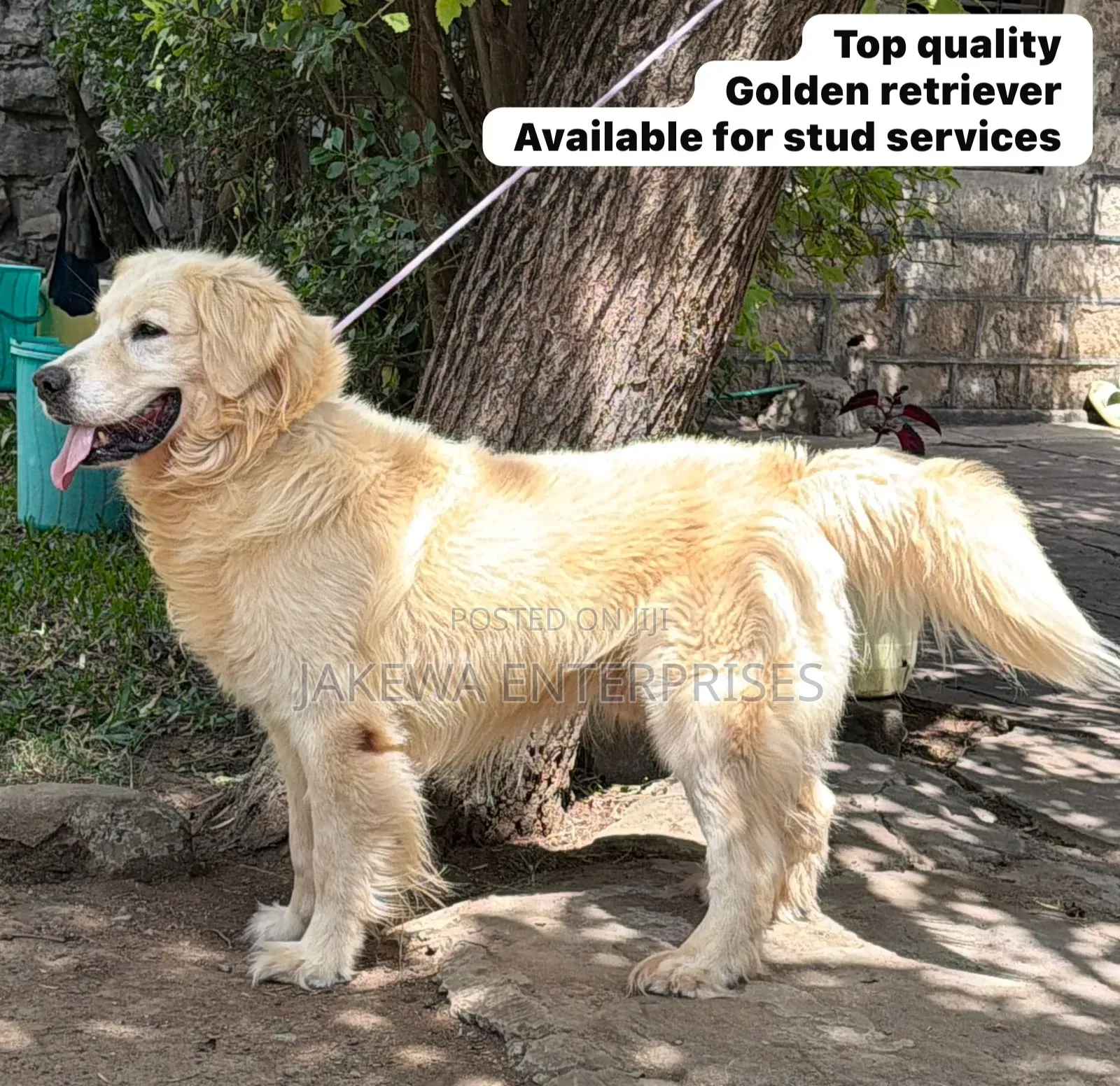 Golden Retriever Stud Service