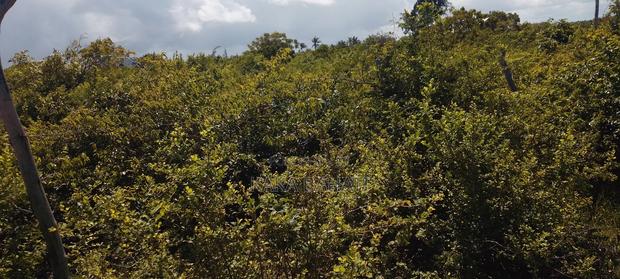 1 Acre Second Row Beach Plot - thumbnail 6