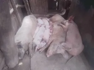 Pregnant 1st Time Mother