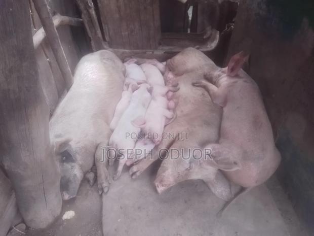 Pregnant 1st Time Mother
