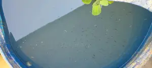 Tilapia Fingerlings