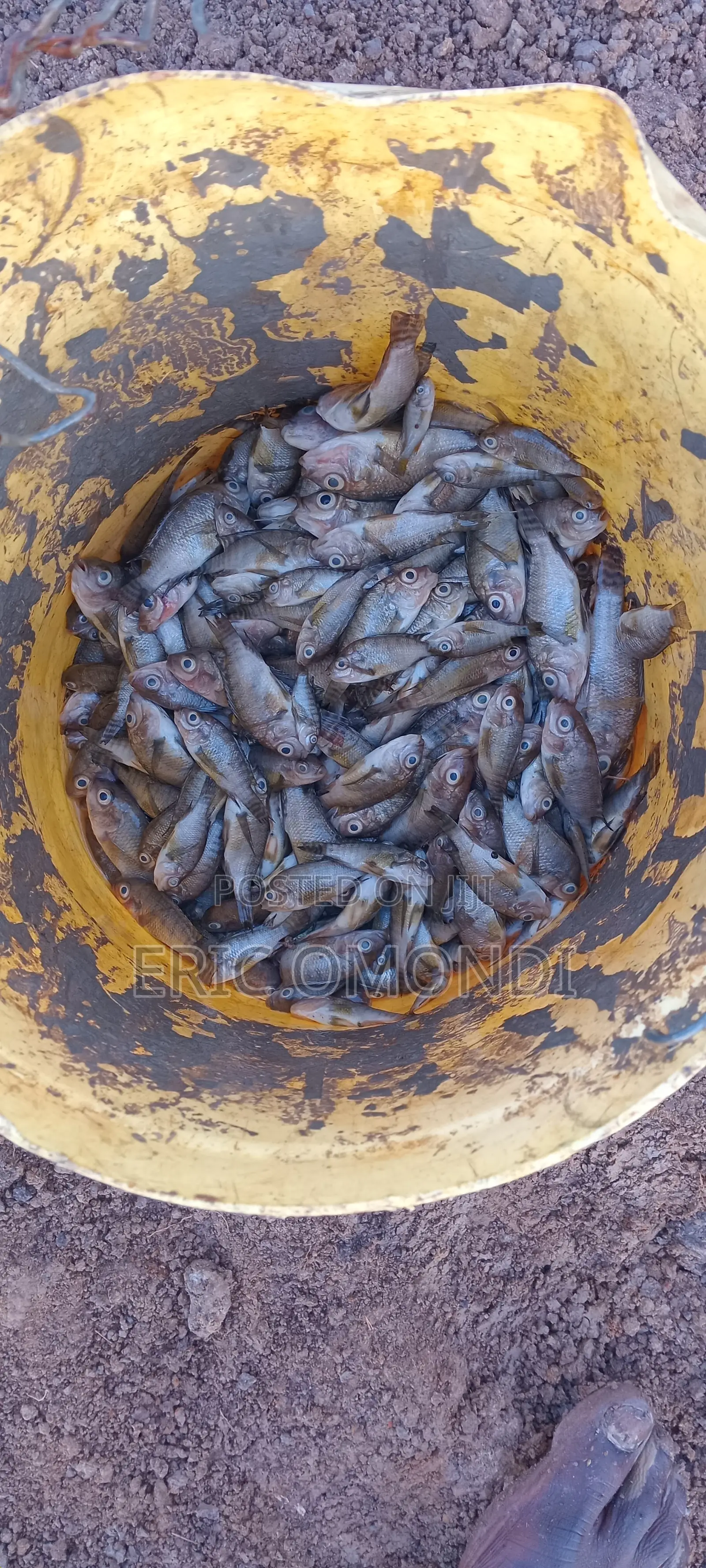Tilapia Fingerlings