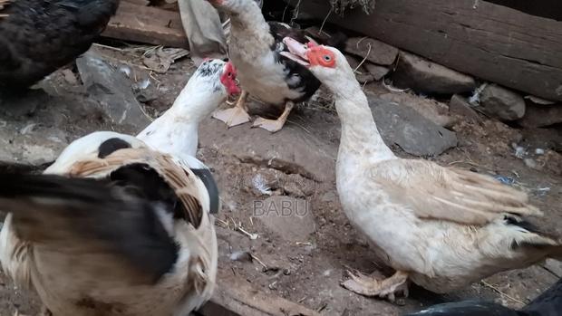 Modern Moscovy Ducks - thumbnail 2